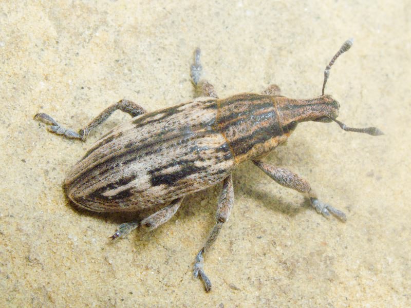 Mecaspis alternans (Herbst, 1795)